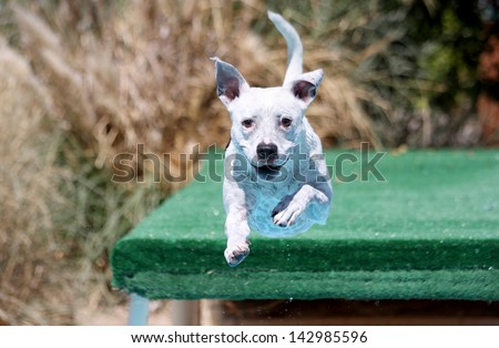 Dog jumping off the dock into the swimming pool