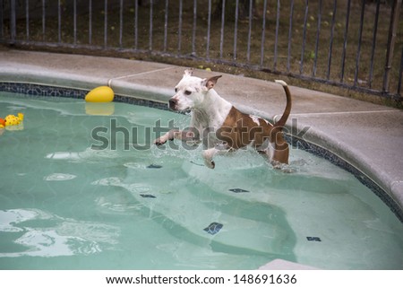 White and Brown dog jumping into pool from top step