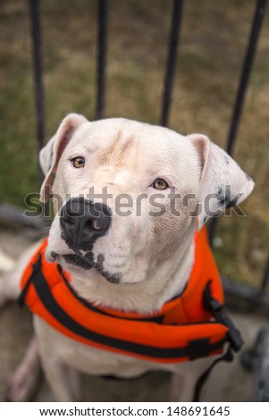 Deaf white dog posing in his swim flotation vest