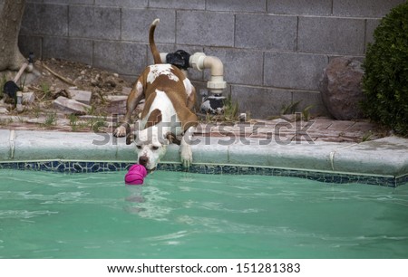 Dog leaning over the pool to get his toy