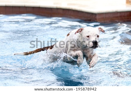White dog jumping while in the water to swim in the pool