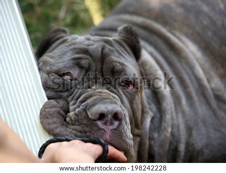 Neapolitan Mastiff resting his head on the side of a bleacher giving him an even more smashed face