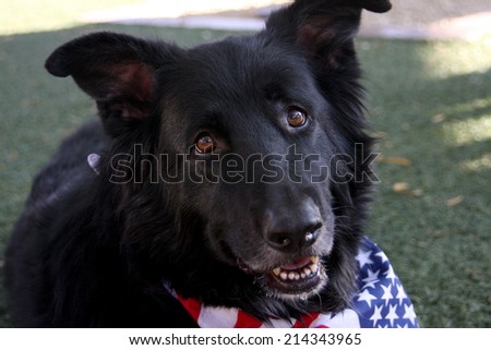 Black mixed breed dog resting at a rescue dog parade
