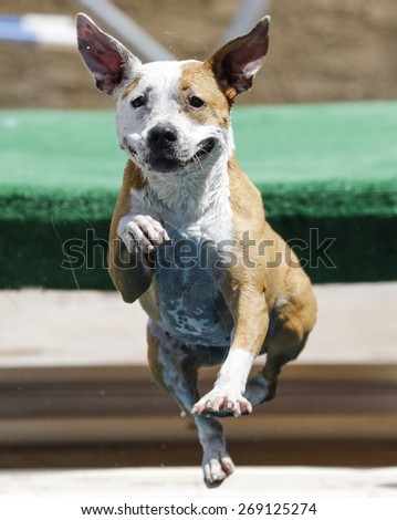 Dog jumping off the dock into the pool with his ears up