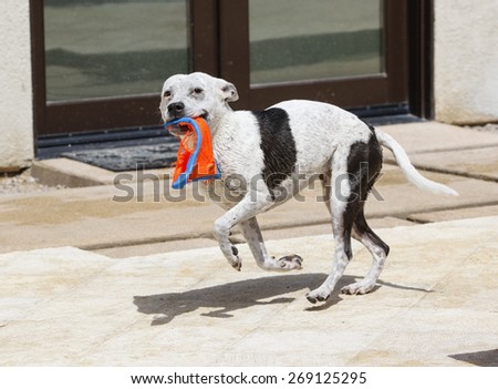 Dog in a funny pose prancing around the pool with a toy