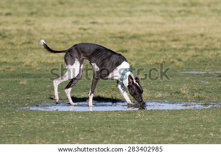 Dog drinking from a puddle of water at the park