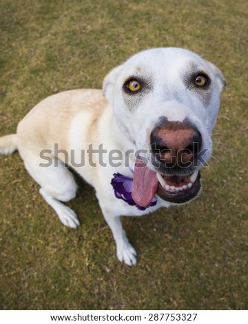 Close up outdoor portrait of a dog with her ears back and tongue out