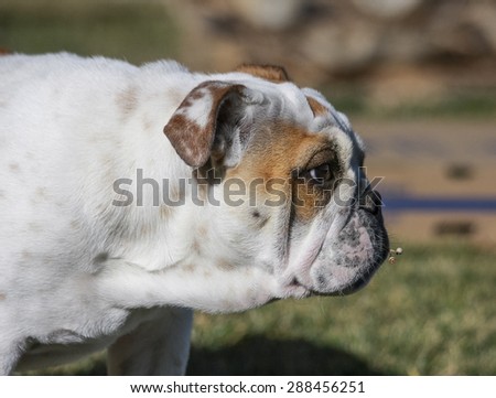 English bulldog profile with a piece of weed sticking out of her mouth
