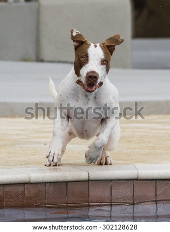 Dog jumping into the pool caught with his ears up