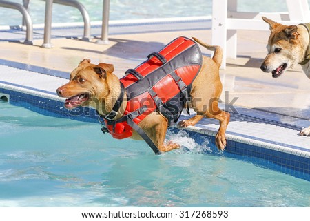 Dog jumping off the side of the pool in a vest while another dog watches