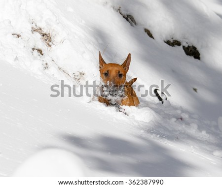 Red Bull Terrier with snow on his face in a deep snow drift