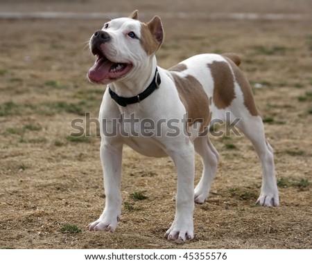 Free Pitbull Puppies on Pitbull Puppy Stock Photo 45355576   Shutterstock