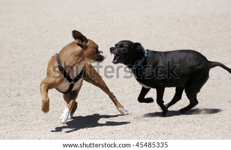 Two dogs playing - looks mean, but just fun. Boxer sticking tongue out at lab.