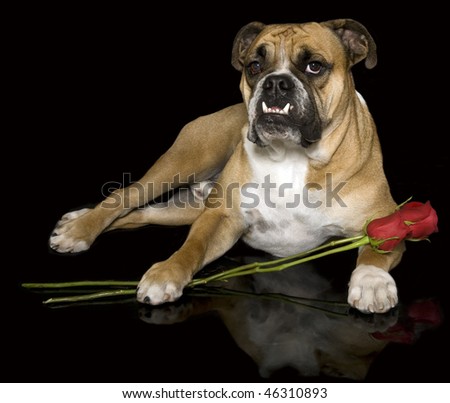 bulldog valentine