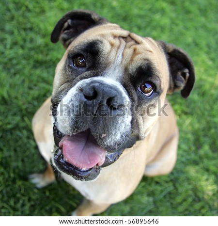 Bulldog Smiling