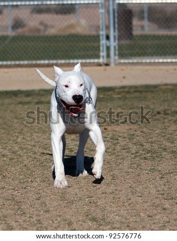 Dogo Italiano