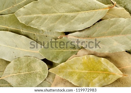 Arrangement of bay leaves in various shades of green