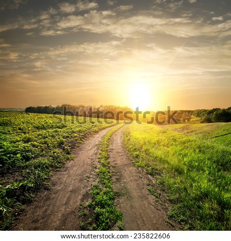 Sunset over country road and field of young sunflowers