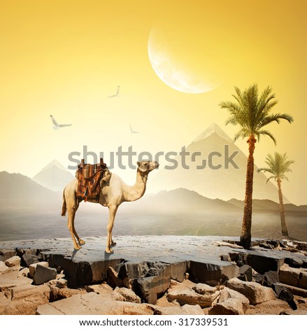 Camel and birds under moon near pyramids.Elements of this image furnished by NASA