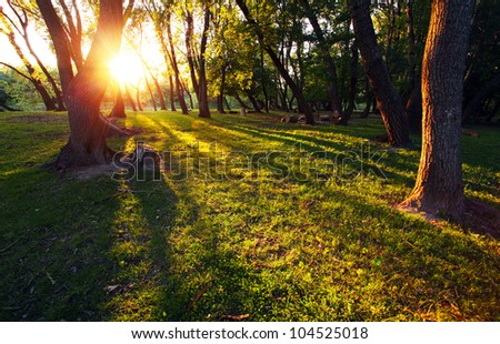 Sun rays in forest with sun