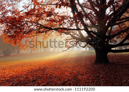 Alone Tree In Autumn Park.