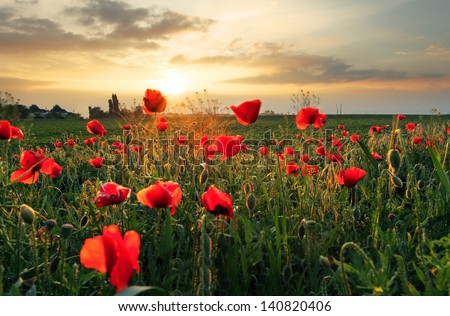 Poppies field flower on sunset