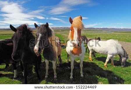 Icelandic horses. The Icelandic horse is a breed of horse that has lived in Iceland since the mid-800s AD, having been brought to the island by Viking settlers.