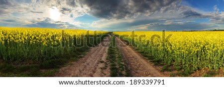 Sunset over canola field with path  in Slovakia - panorama