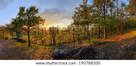 Forest with sun - panorama