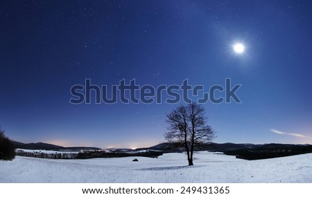 Tree panorama at winter night