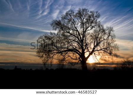 Silhouette of an old oak