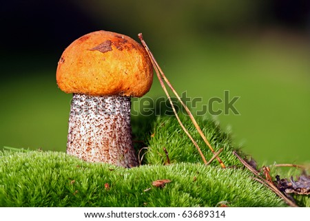 Smallfungus with Red-capped (Leccinum aurantiacum mushroom. Red-capped scaber stalk ) in green mosses