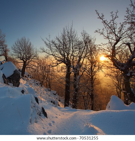 Beautiful winter sunset with trees in the snow