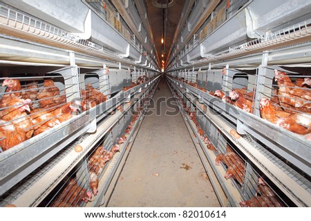 Eggs chicken farm