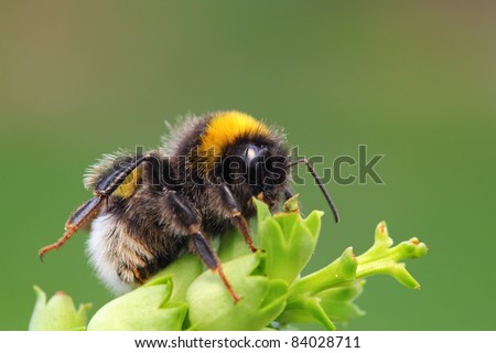 Bumble-bee sitting on green leaf