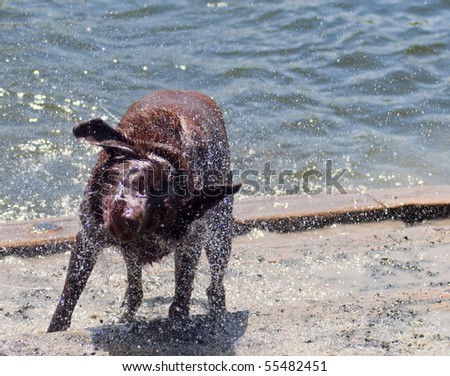 Chocolate Labrador Retriever shaking off after a swim in the water at a dog park. Only one eye is opened as droplets of water go flying from his brown fur.