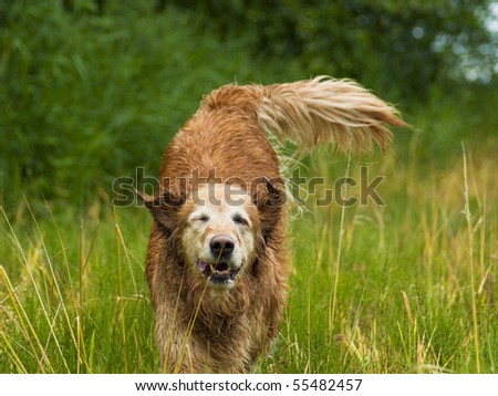 Golden Retriever running in tall grassy field. The happy dog runs and plays in the grassy meadow on a beautiful sunny day.