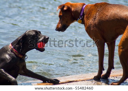 Two dogs at a dog park playing with a red ball in the water. One dog comes out of the water with ball while the other waits to play.
