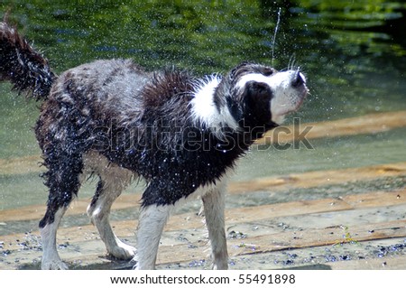 Wet dog shaking off after a swim in the river at a dog park. Both drool and water are flying off of this black and white dog on a hot summer day.