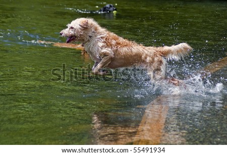 Wired haired mixed breed jumping into the water at a dog park. Dogs having fun playing in the river on a beautiful summer day.