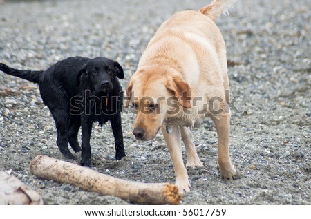 Yellow Labrador playing with a black Labrador Retriever puppy on the beach