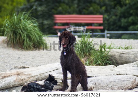 Standard brown Poodle standing on driftwood in front of a bench on the beach