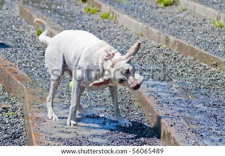 Wet Yellow Labrador Retriever shaking off after a swim in the water at a dog park on a sunny day.