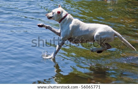 Yellow Labrador Retriever jumping into the water at a dog park.
