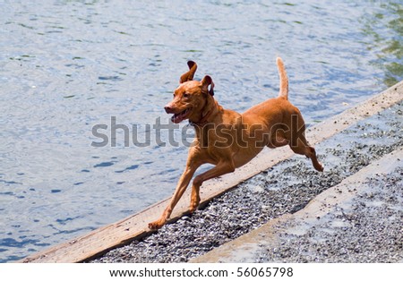 Vizsla running along side of the water at a dog park on a sunny day.