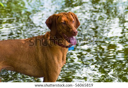 Vizsla standing by the water with tongue hanging out at a dog park on sunny day.