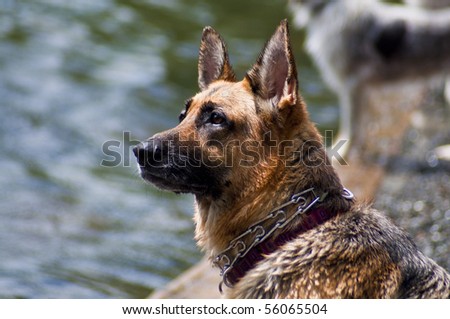 German Shepherd dog standing by water's edge at a dog park on a beautiful sunny day.
