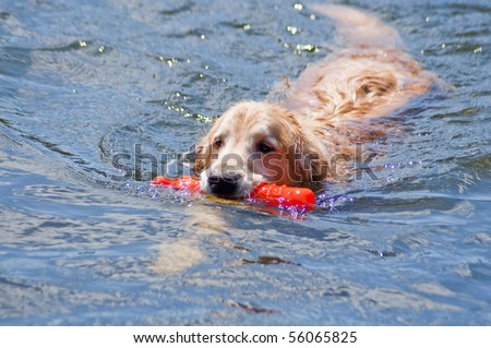 Golden Retriever carrying an orange bumper toy in the water at a dog park on a sunny day.
