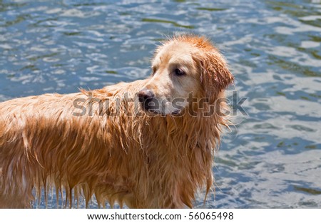 Golden Retriever standing by the water's edge at a dog park on a sunny day