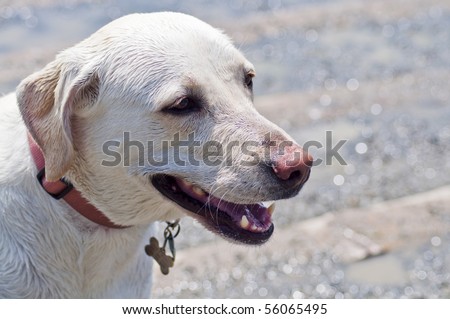 Yellow Labrador Retriever standing by the water a dog park on a sunny day